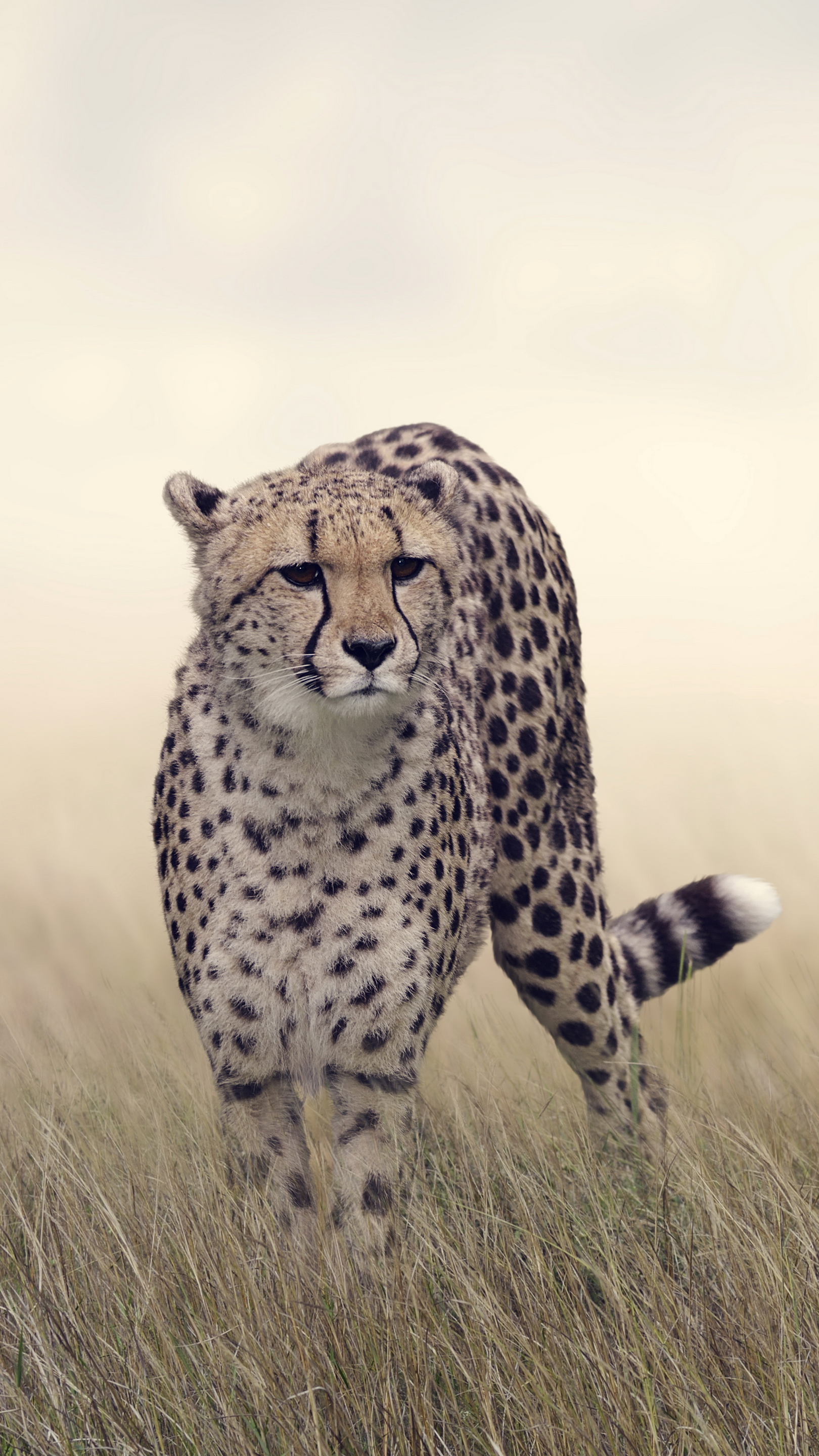 Cheetah running cheetah Animal running runs spots 1080P wallpaper  hdwallpaper desktop  Cheetah wallpaper Cheetah pictures Animals
