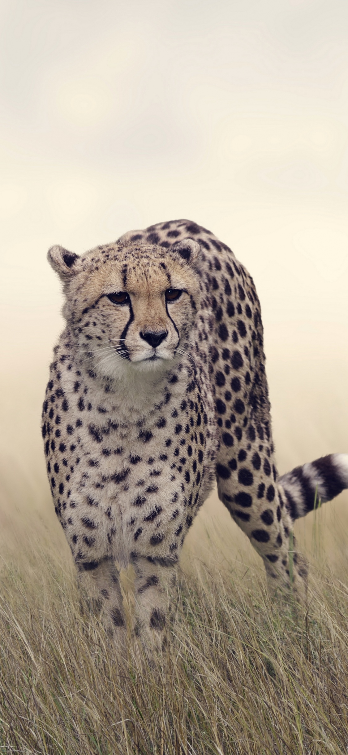 Fondos de Pantalla de Guepardo, Cheetah, Felidae, Leopard, Jaguar. Wallpaper in 1125x2436 Resolution