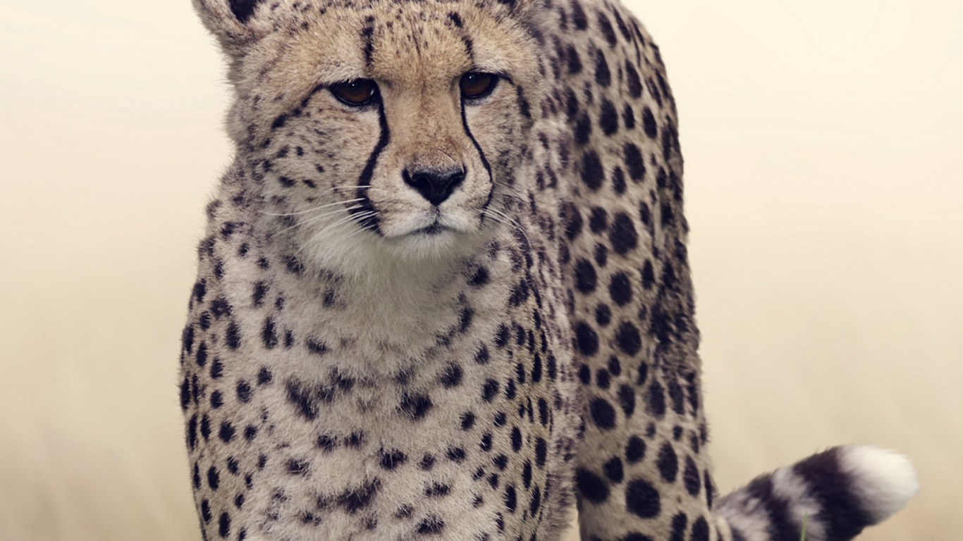 Fonds D'écran Guépard, Guépard, Felidae, Leopard, Jaguar. Wallpaper in 1366x768 Resolution