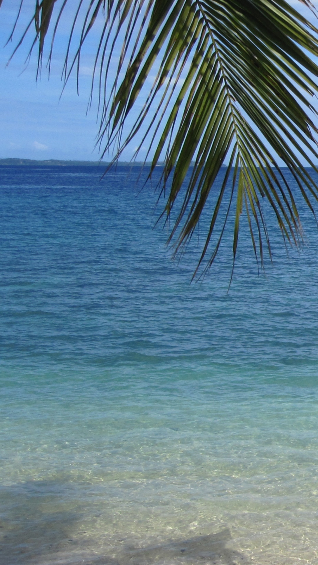 Green Palm Tree on Seashore During Daytime. Wallpaper in 1080x1920 Resolution