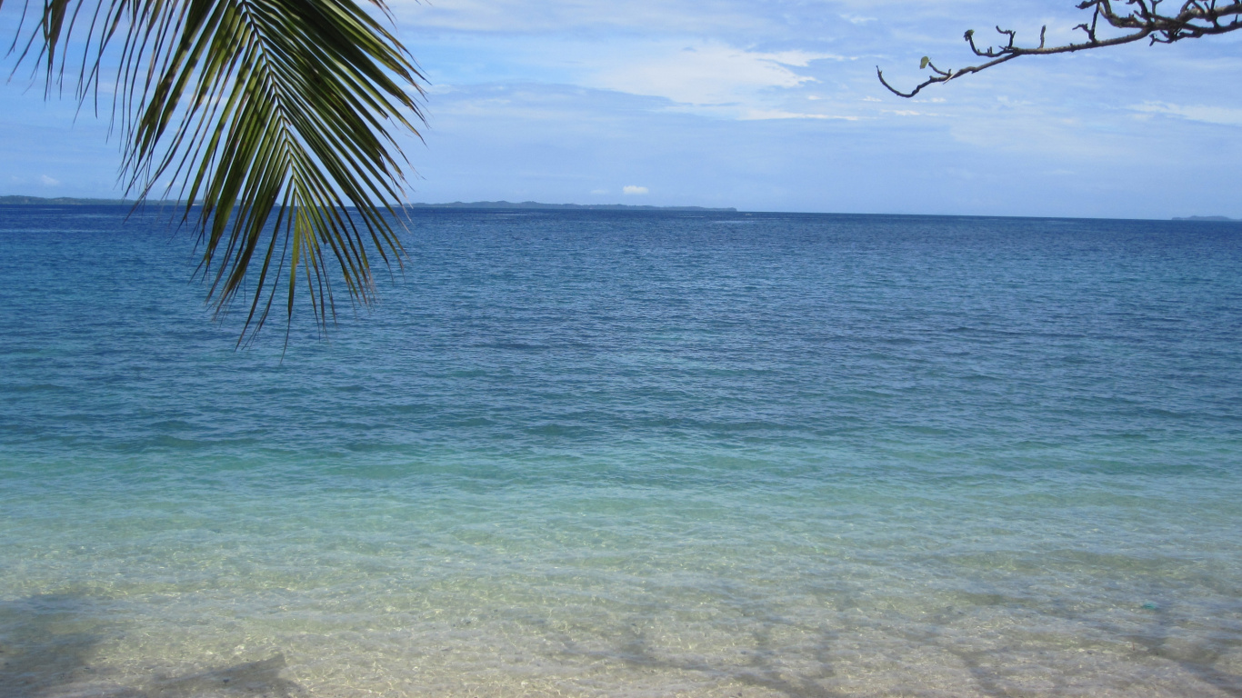 Green Palm Tree on Seashore During Daytime. Wallpaper in 1366x768 Resolution