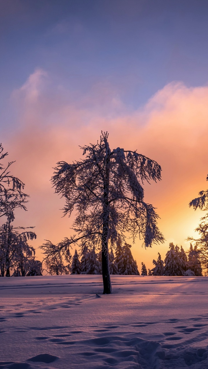 Bäume Auf Schneebedecktem Boden Bei Sonnenuntergang. Wallpaper in 720x1280 Resolution
