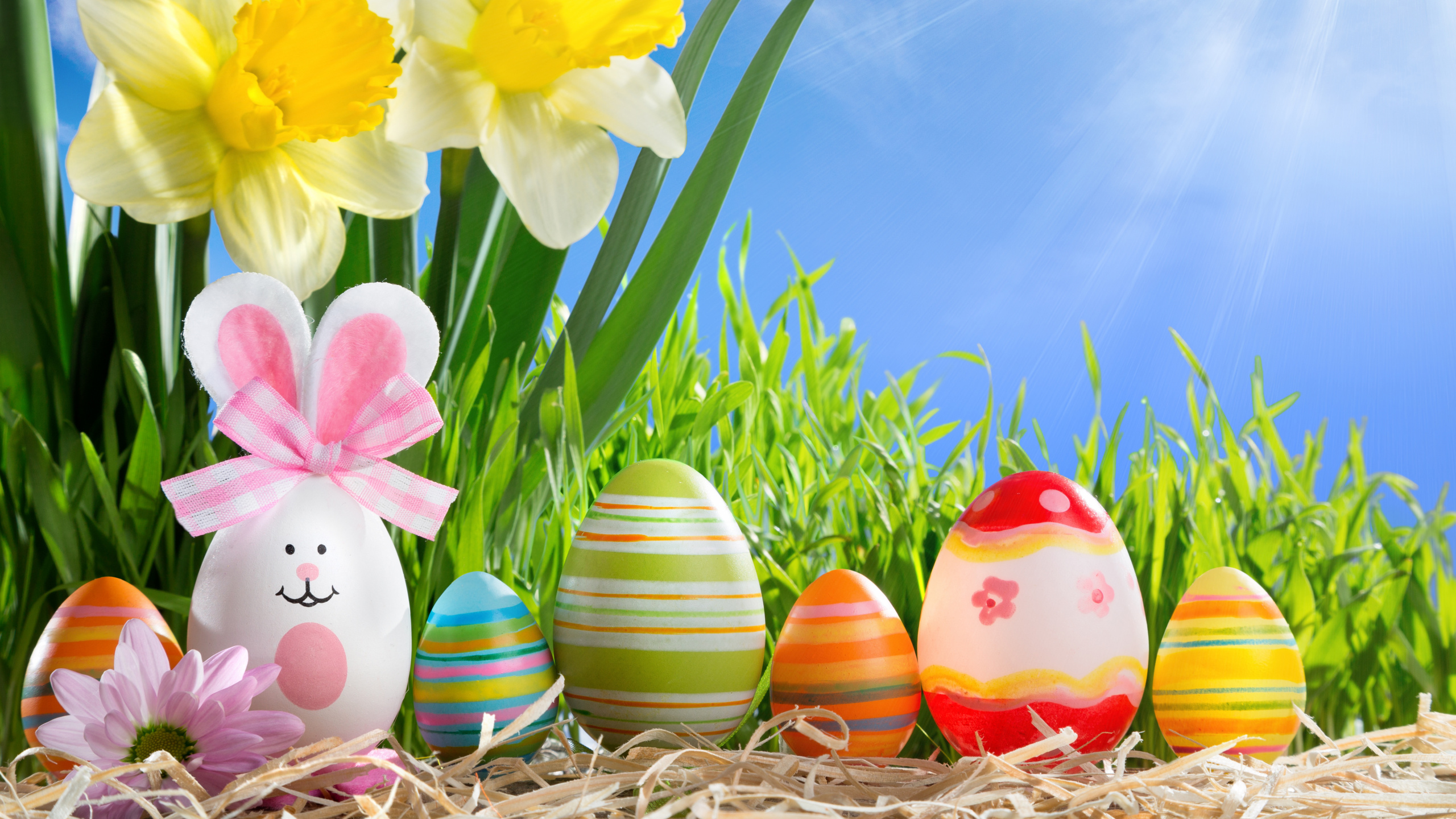 Huevo de Pascua, Primavera, Pascua, Pétalo, la Floración de la Planta. Wallpaper in 2560x1440 Resolution