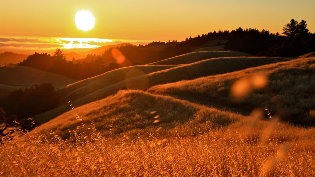 Champ D'herbe Brune Pendant le Coucher du Soleil. Wallpaper in 1280x720 Resolution