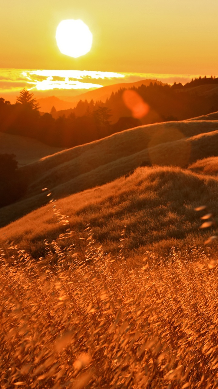 Champ D'herbe Brune Pendant le Coucher du Soleil. Wallpaper in 720x1280 Resolution