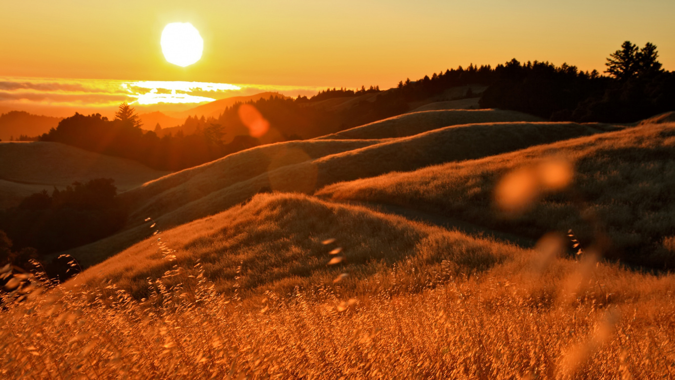 Braune Wiese Bei Sonnenuntergang. Wallpaper in 1366x768 Resolution