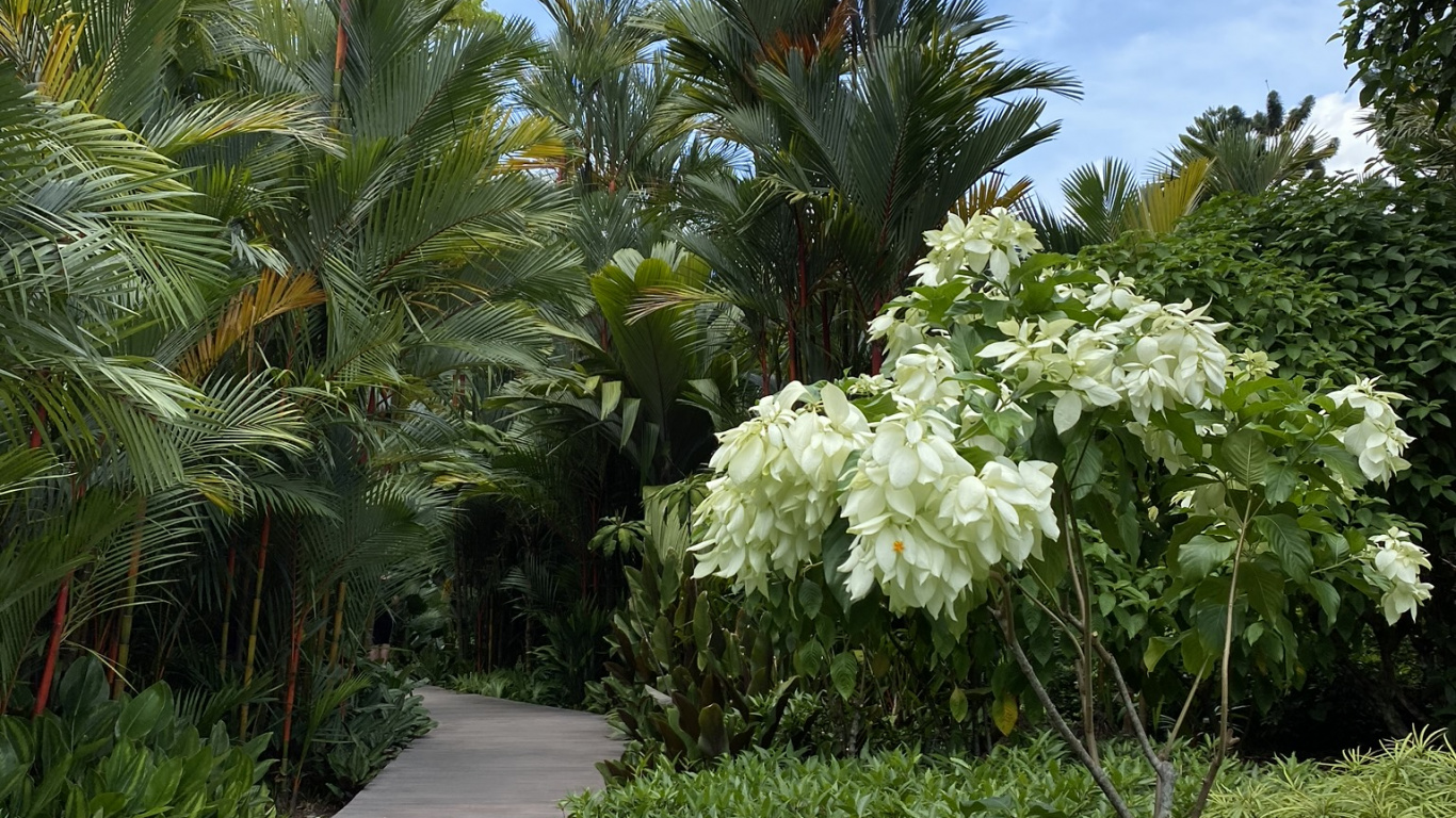 la Vegetación, Bioma, Palmera, Jardin, Planta Leñosa. Wallpaper in 1366x768 Resolution