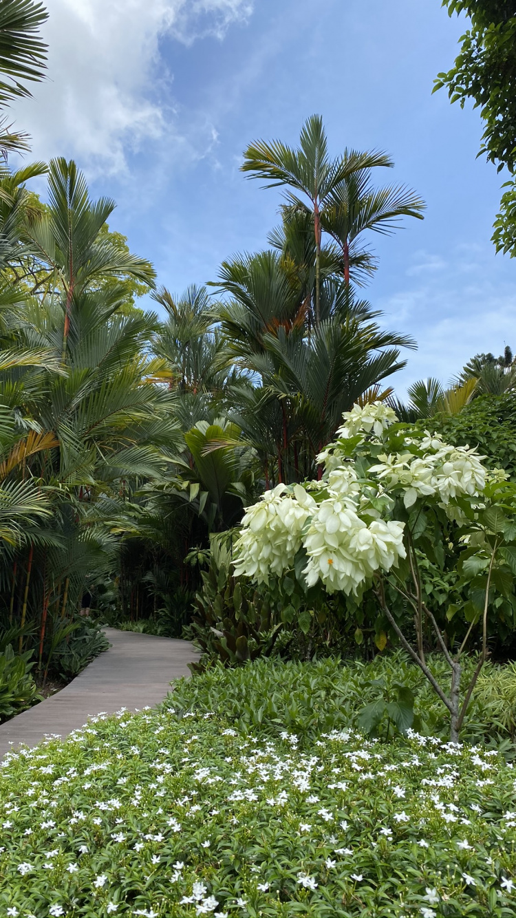 Vegetation, Biome, Palme, Garden, Woody Pflanze. Wallpaper in 750x1334 Resolution