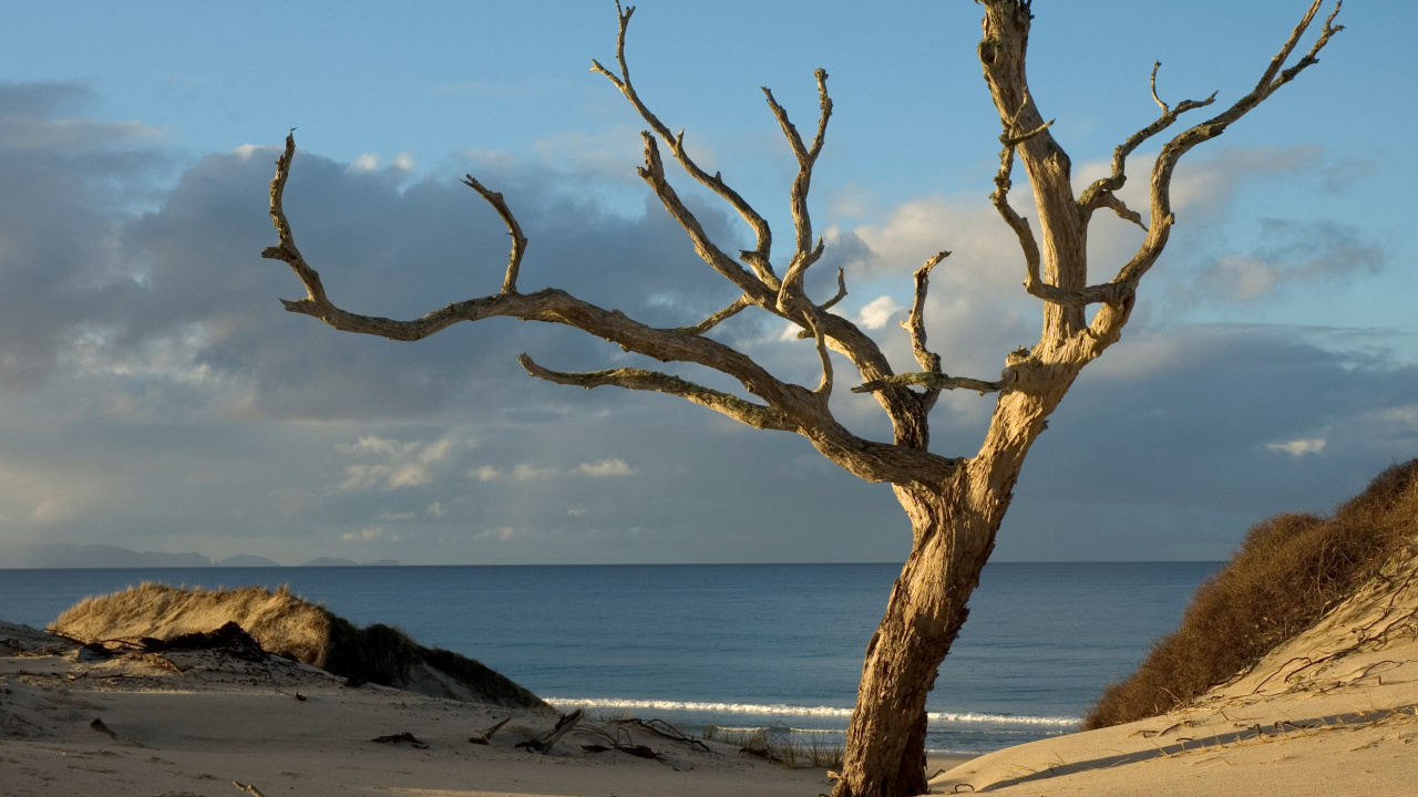 Arbre Sans Feuilles Brun Près de la Mer Pendant la Journée. Wallpaper in 1280x720 Resolution