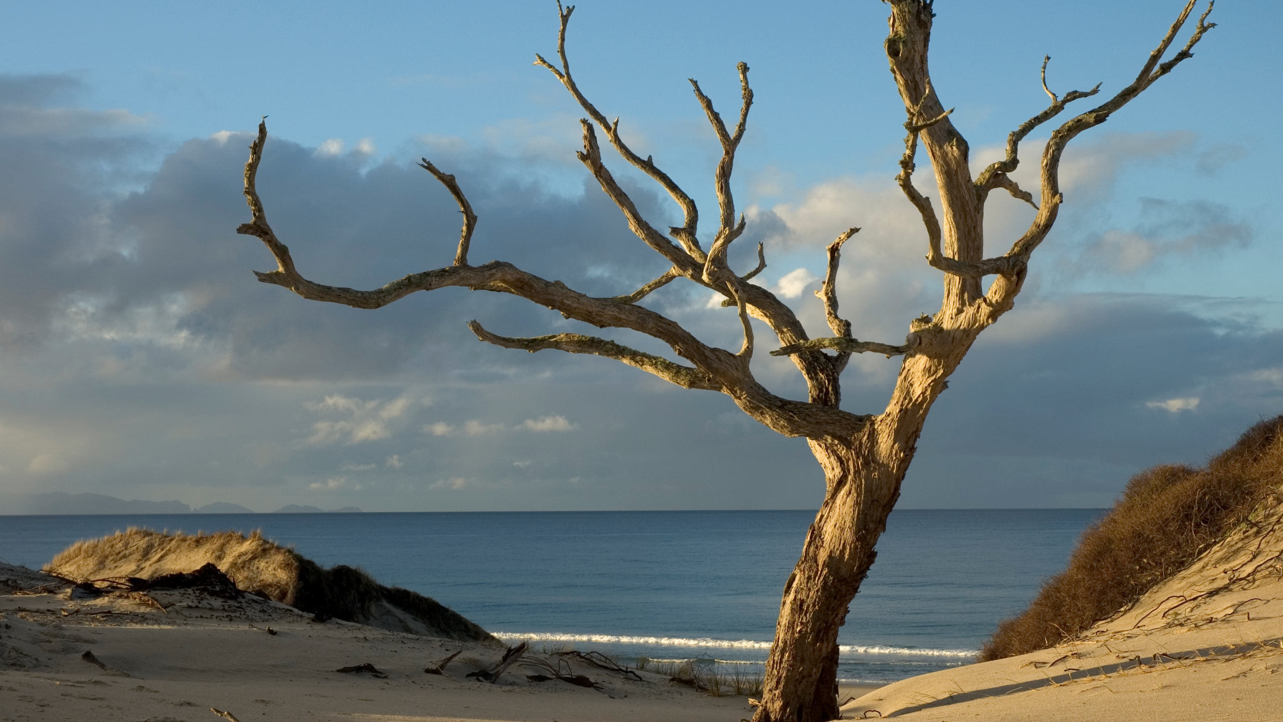 Arbre Sans Feuilles Brun Près de la Mer Pendant la Journée. Wallpaper in 2560x1440 Resolution