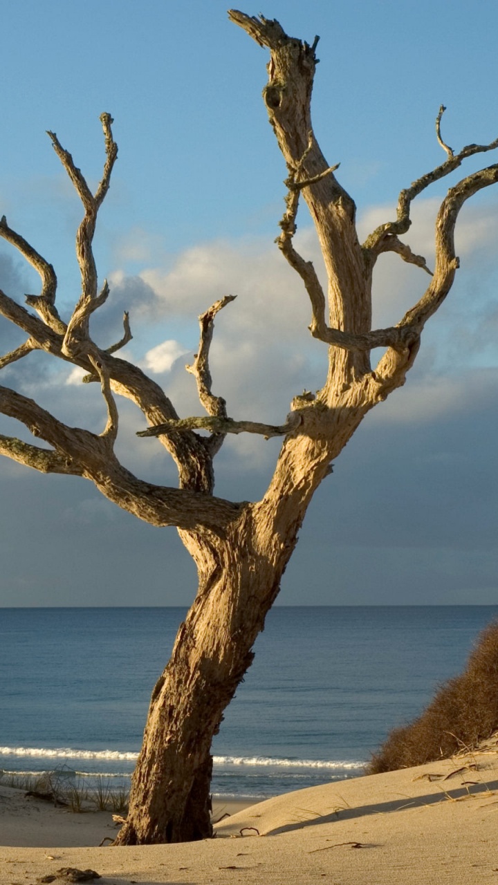 Arbre Sans Feuilles Brun Près de la Mer Pendant la Journée. Wallpaper in 720x1280 Resolution