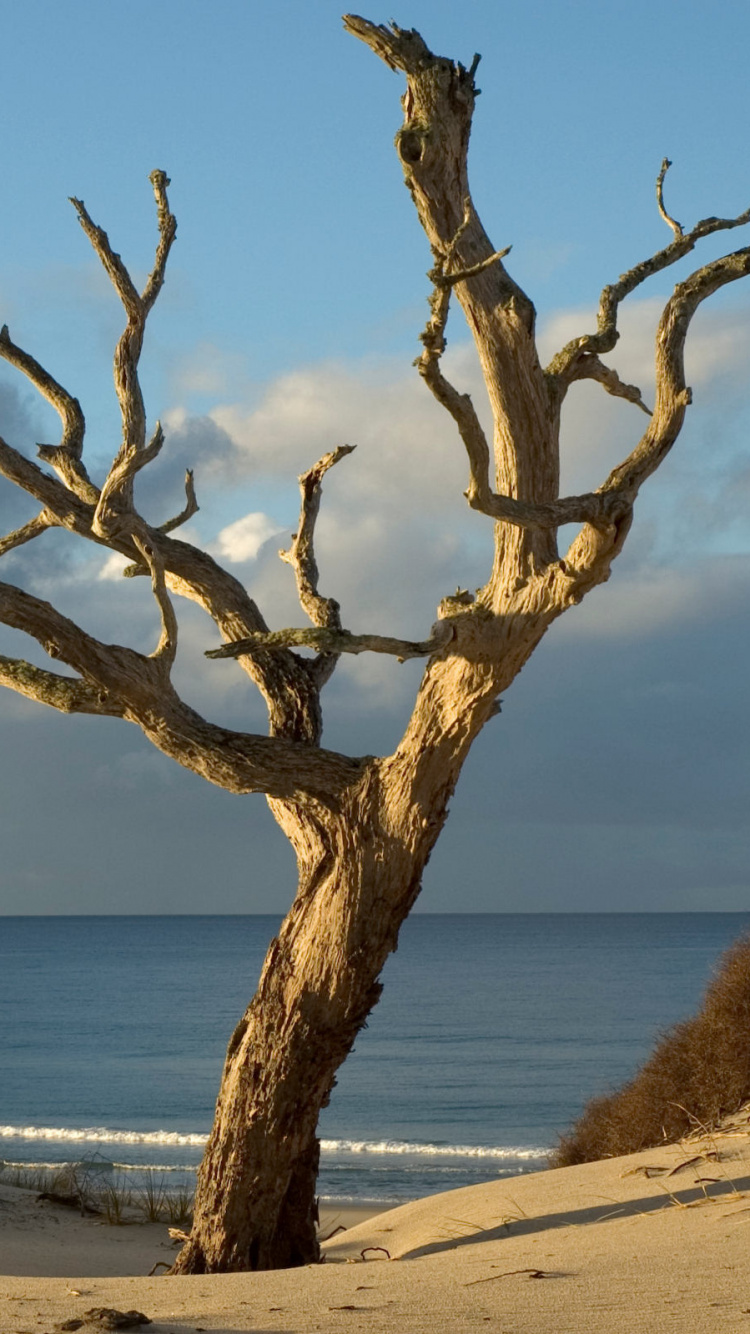 Arbre Sans Feuilles Brun Près de la Mer Pendant la Journée. Wallpaper in 750x1334 Resolution