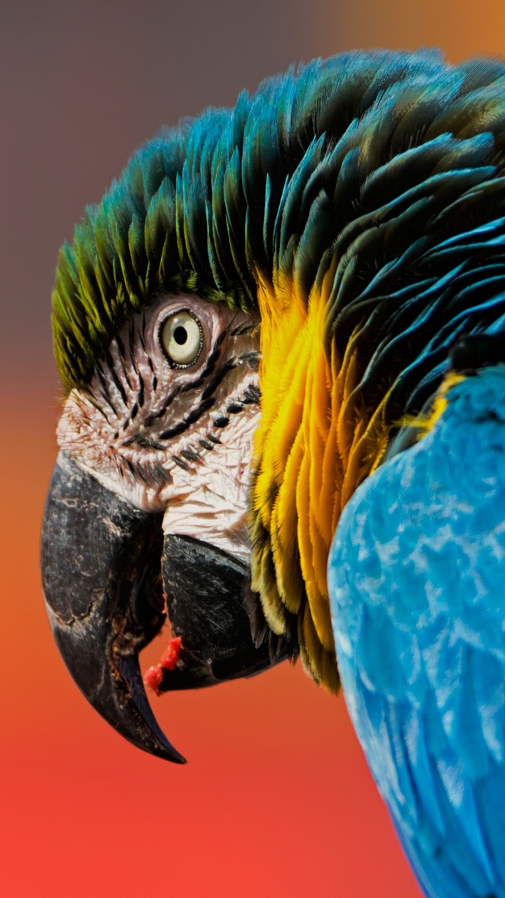 Blue Yellow and White Macaw. Wallpaper in 720x1280 Resolution