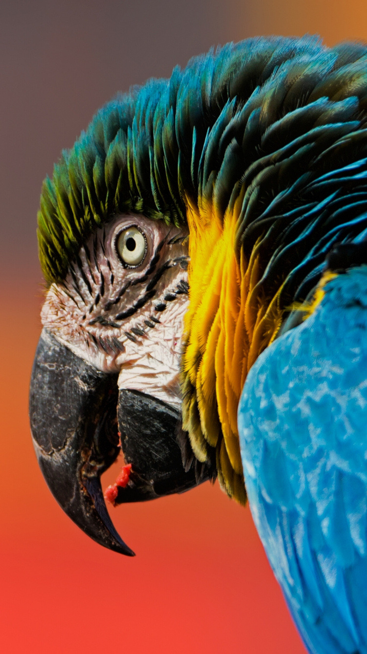 Blue Yellow and White Macaw. Wallpaper in 750x1334 Resolution