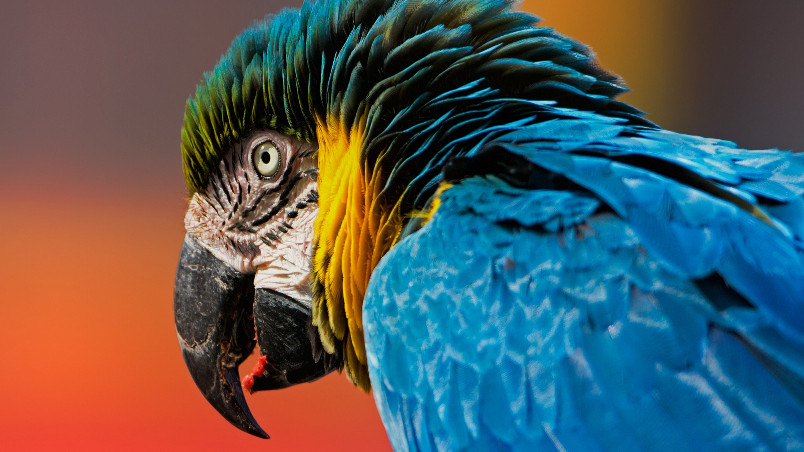 Guacamayo Azul Amarillo y Blanco. Wallpaper in 2560x1440 Resolution