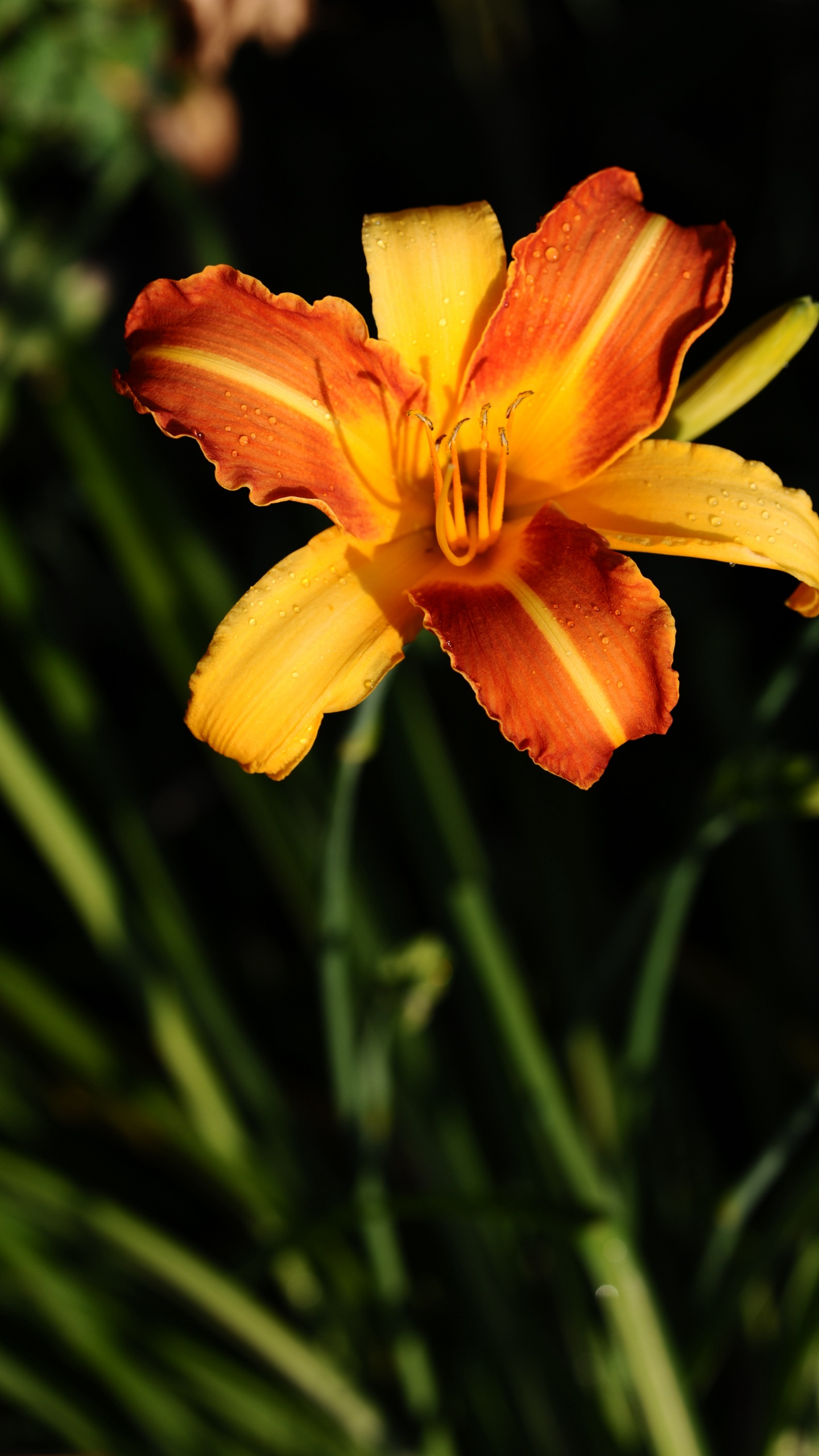 Fleur Jaune et Rouge en Fleurs Pendant la Journée. Wallpaper in 1440x2560 Resolution