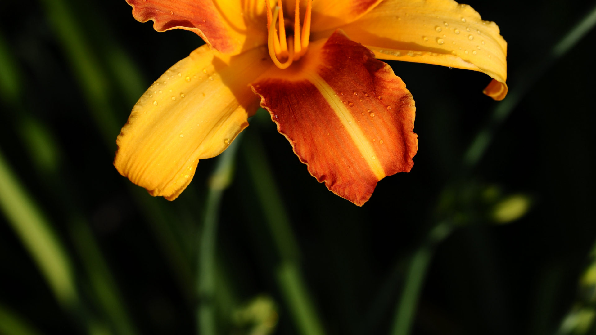 Fleur Jaune et Rouge en Fleurs Pendant la Journée. Wallpaper in 1920x1080 Resolution