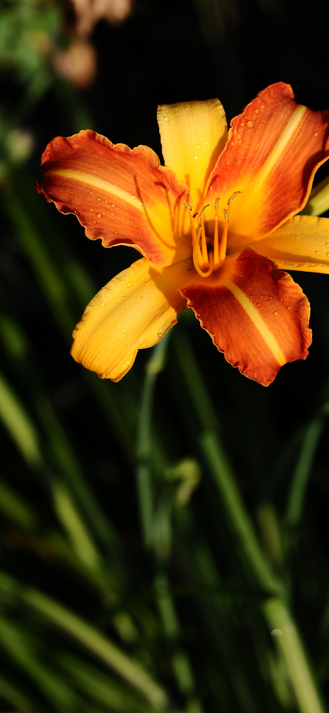 Flor Amarilla y Roja en Flor Durante el Día. Wallpaper in 1125x2436 Resolution
