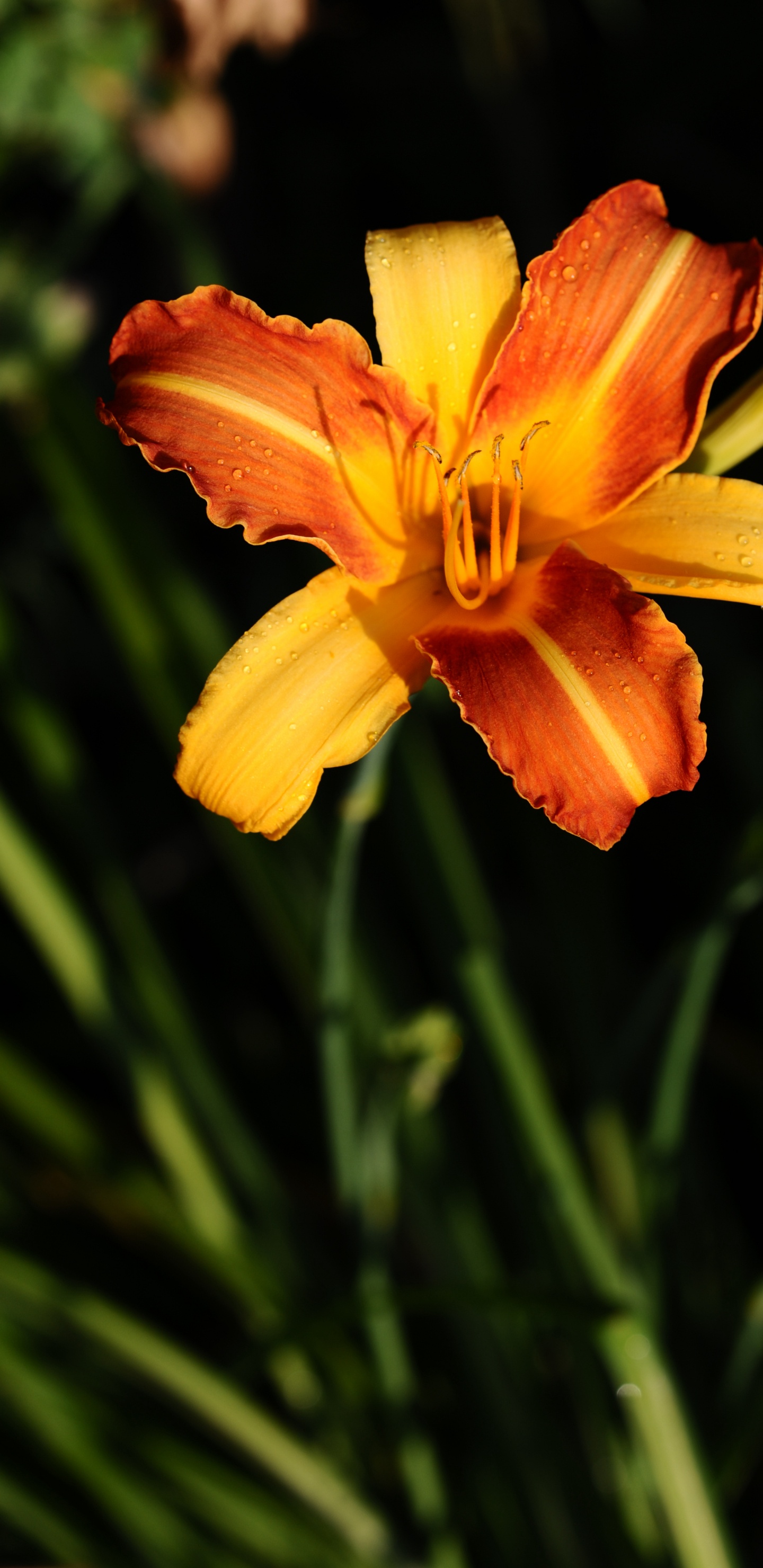 黄花菜, HTC Wildfire S, 黄色的, 野花, 显花植物 壁纸 1440x2960 允许