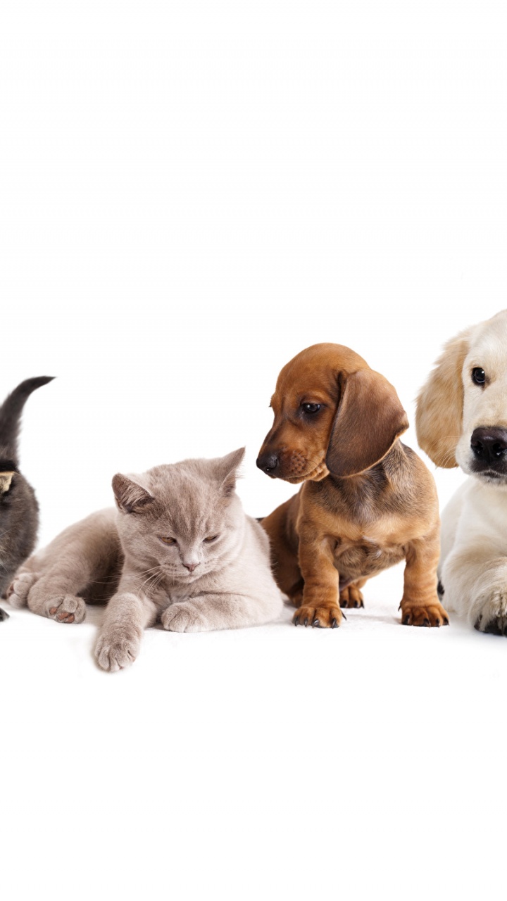 Brown and White Short Coated Puppy Litter. Wallpaper in 720x1280 Resolution