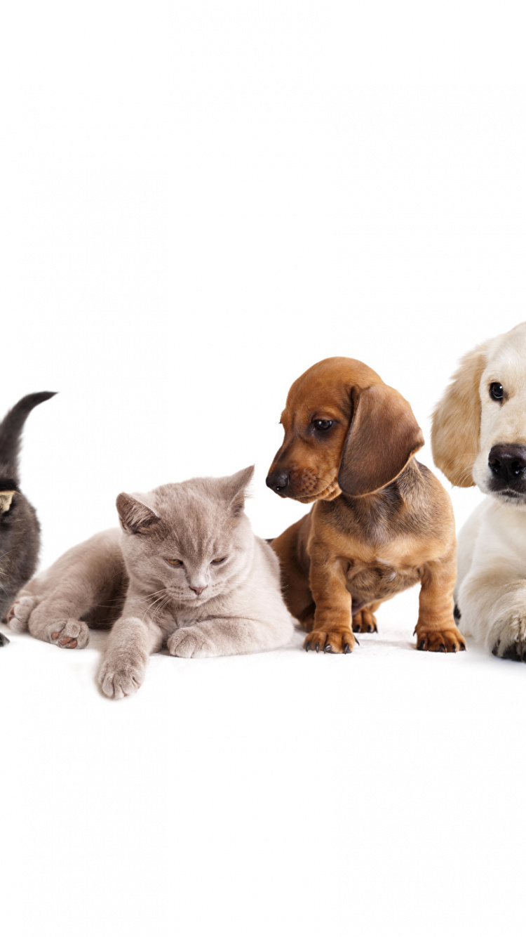 Brown and White Short Coated Puppy Litter. Wallpaper in 750x1334 Resolution