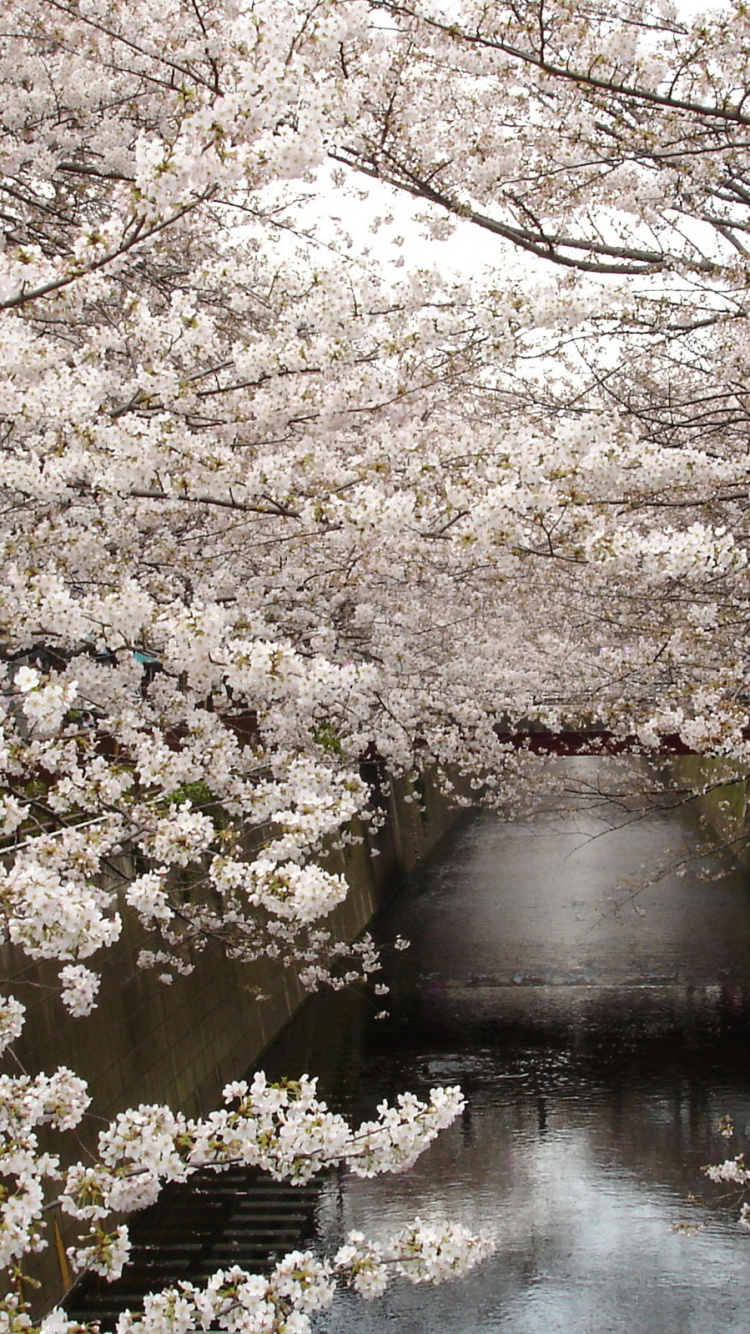 Grayscale Photo of Cherry Blossom Trees. Wallpaper in 750x1334 Resolution