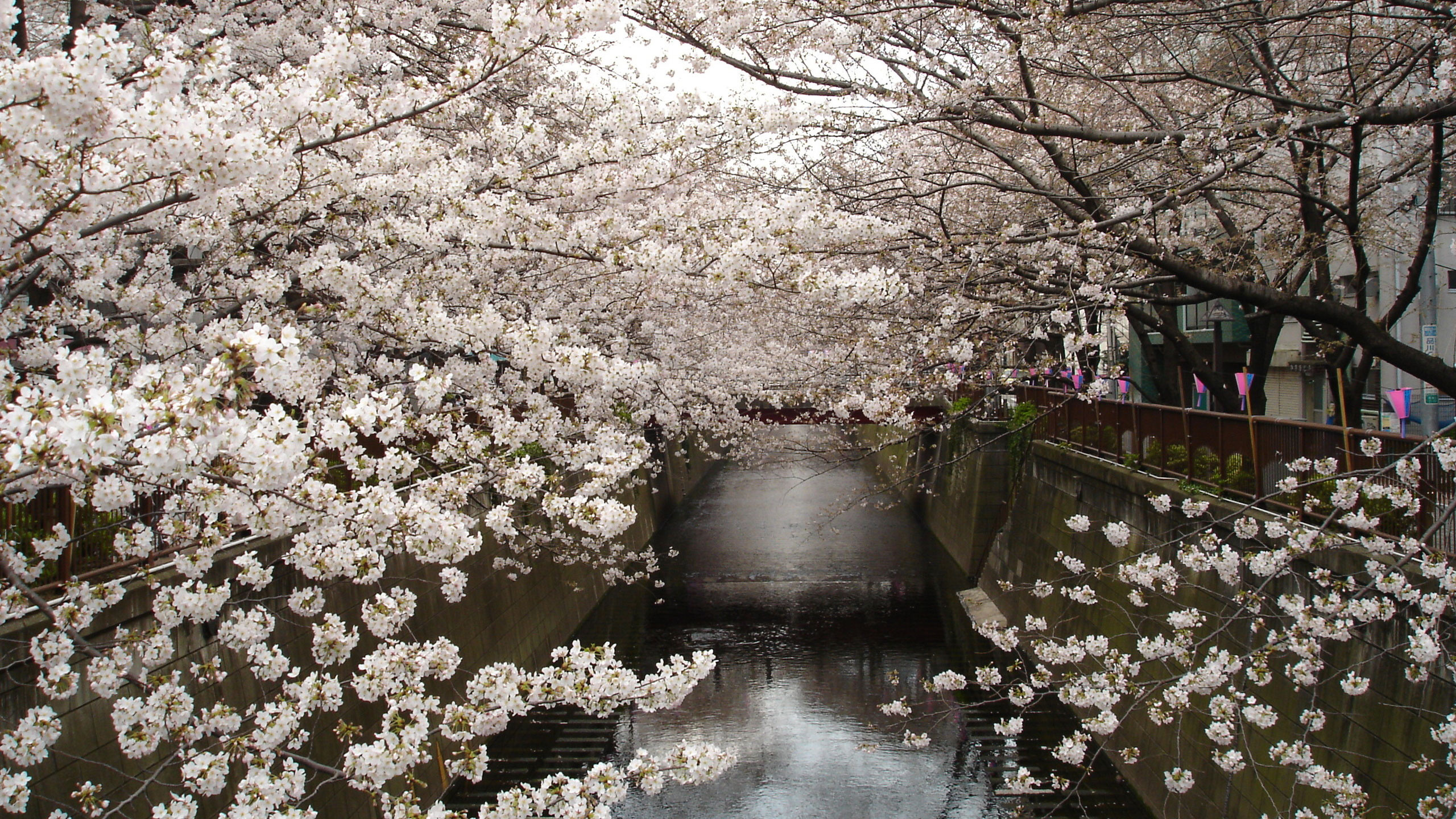 Photo en Niveaux de Gris de Cerisiers en Fleurs. Wallpaper in 2560x1440 Resolution