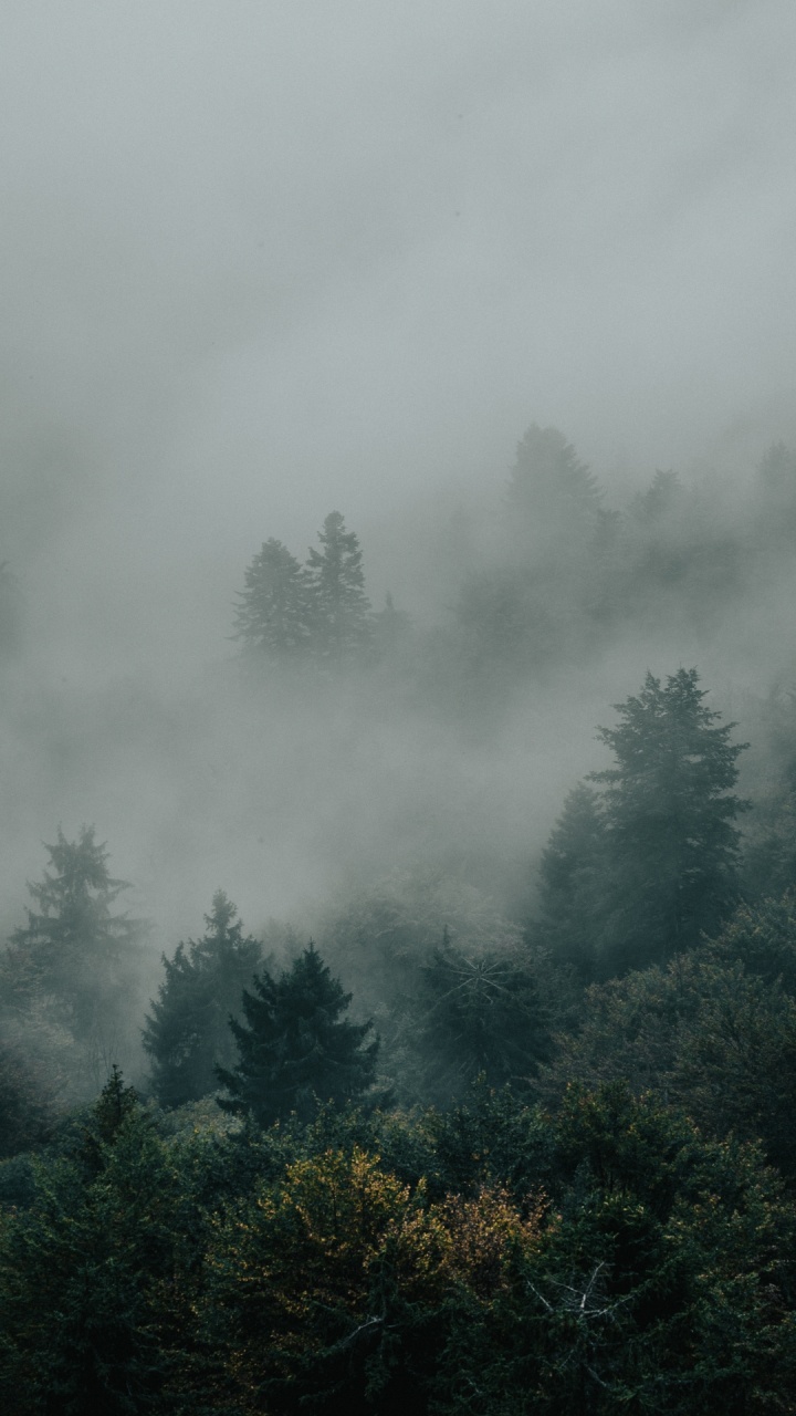 Mist, Cloud, Atmosphere, Fog, Plant. Wallpaper in 720x1280 Resolution