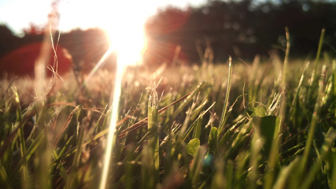 Green Grass Field During Daytime. Wallpaper in 1280x720 Resolution