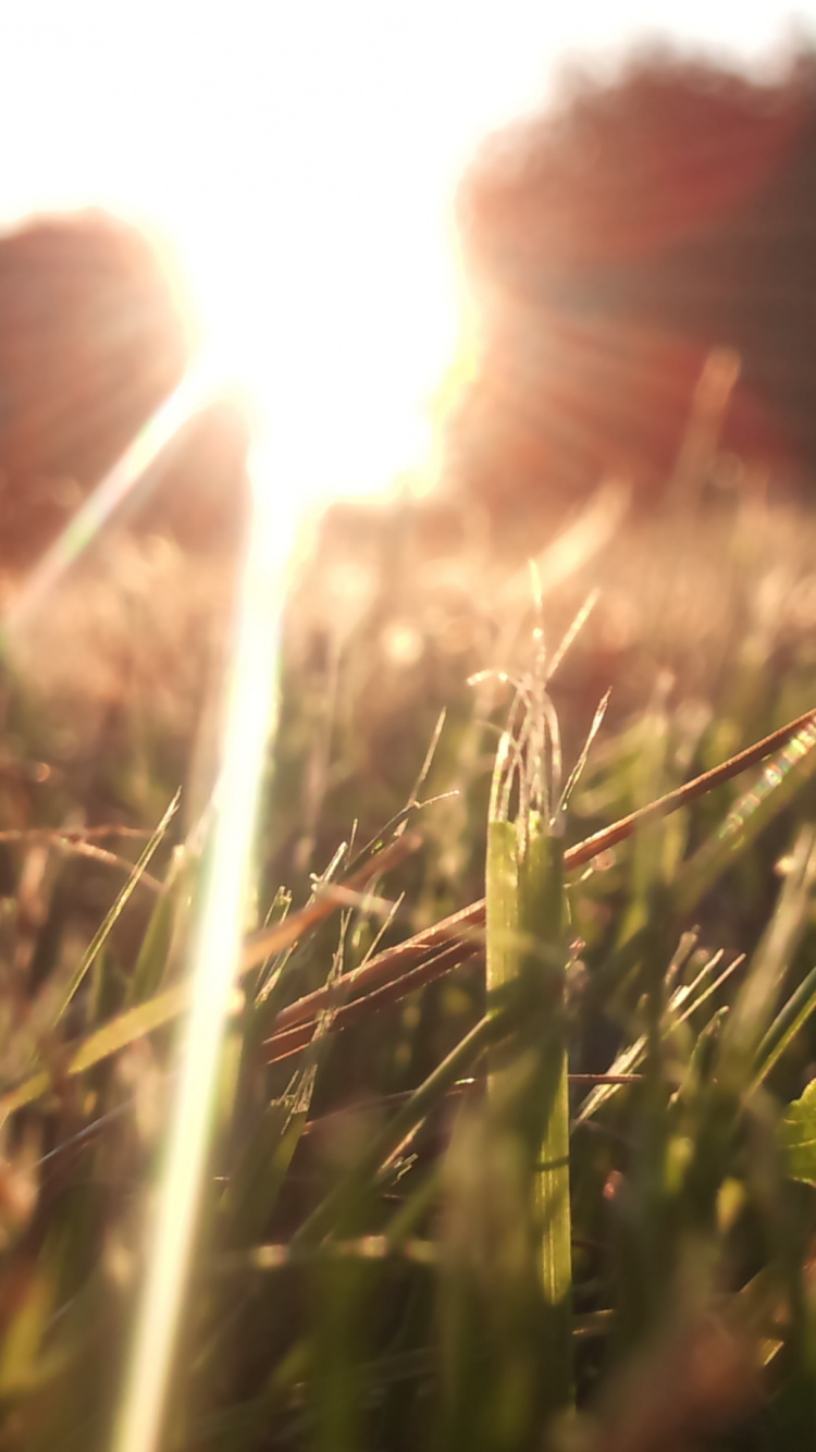 Green Grass Field During Daytime. Wallpaper in 750x1334 Resolution