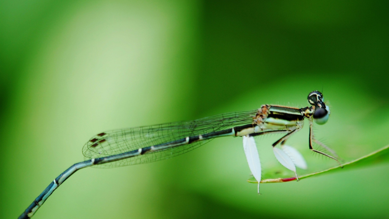 Demoiselle Noire et Blanche Perchée Sur Une Fleur Blanche en Photographie Rapprochée Pendant la Journée. Wallpaper in 1366x768 Resolution