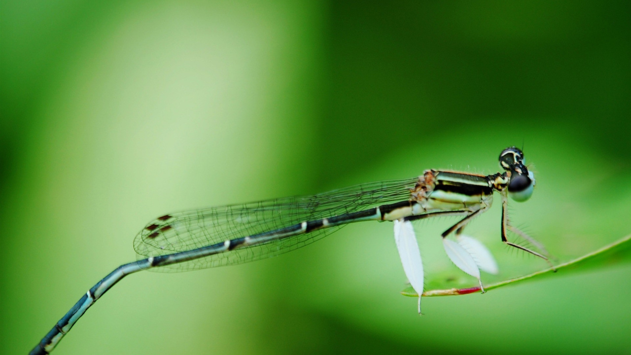 Schwarz-weiße Damselfly Thront Auf Weißer Blume in Nahaufnahme Während Des Tages. Wallpaper in 1280x720 Resolution