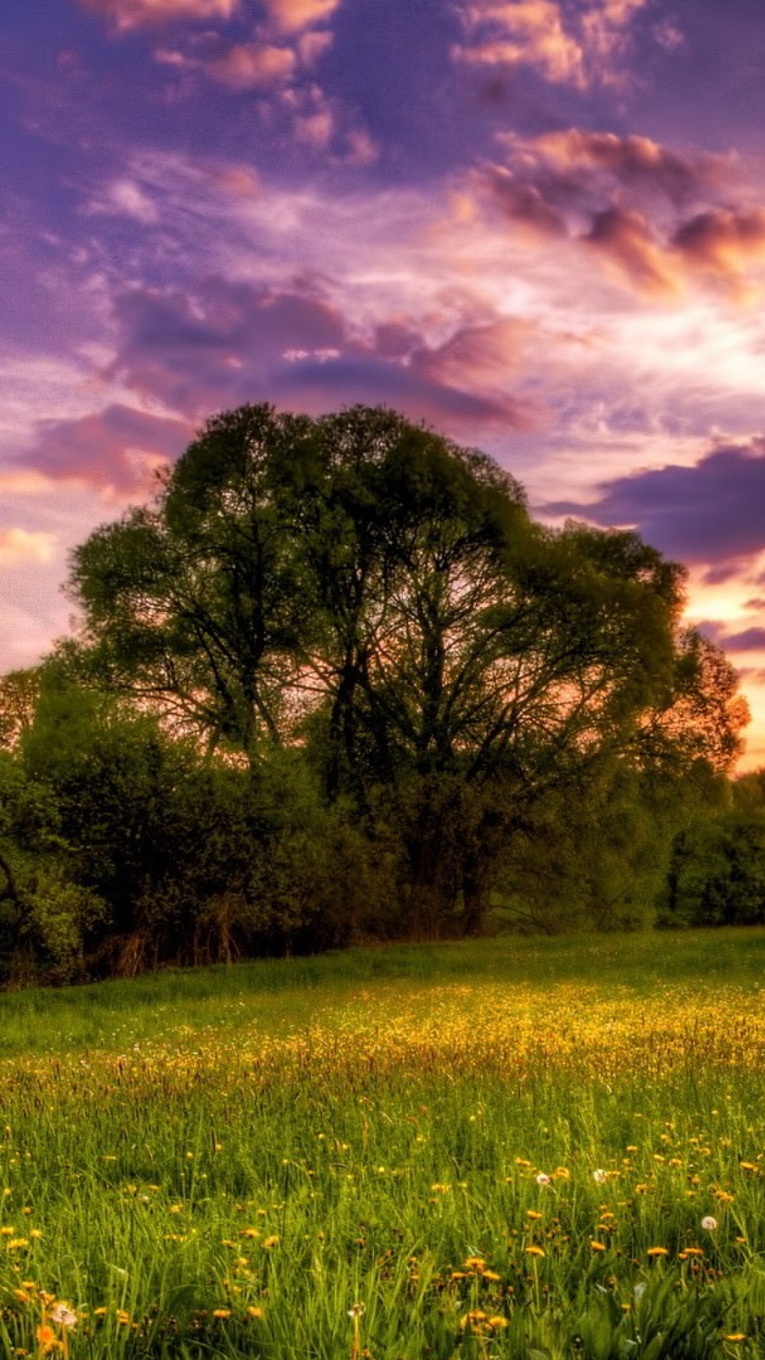 Champ D'herbe Verte Avec Des Arbres Sous Ciel Bleu Pendant la Journée. Wallpaper in 1080x1920 Resolution