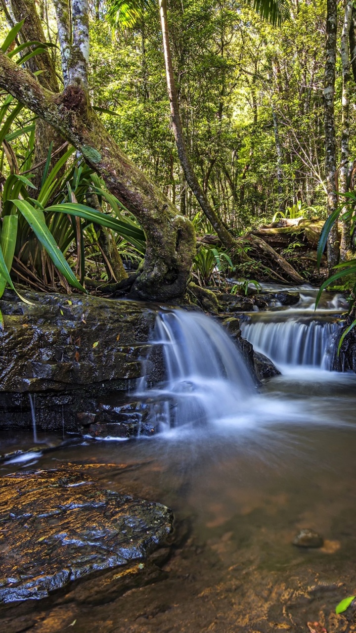 el Agua Cae en Medio Del Bosque. Wallpaper in 720x1280 Resolution