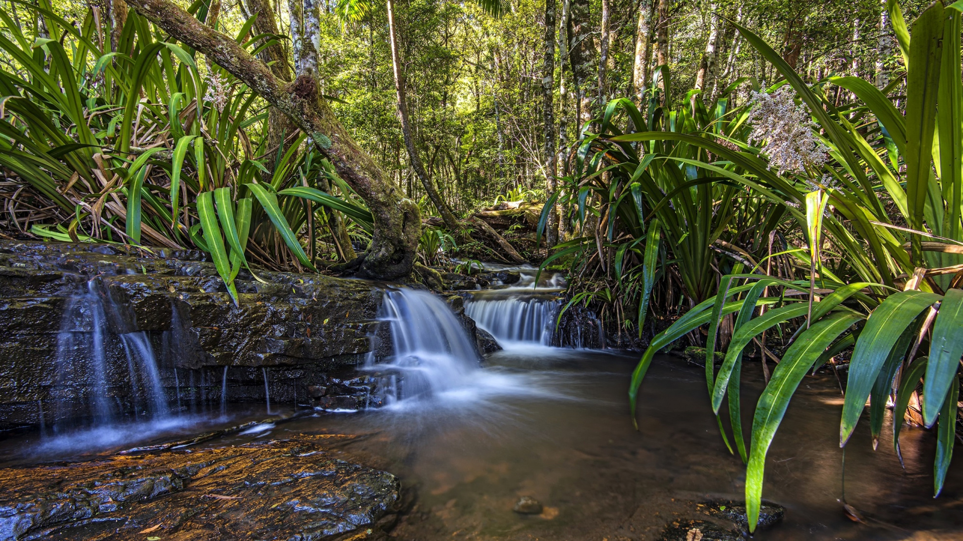 L'eau Tombe au Milieu de la Forêt. Wallpaper in 1920x1080 Resolution