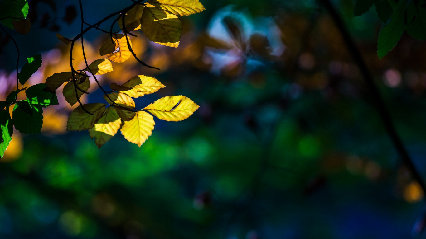 Feuilles Jaunes Dans L'objectif à Basculement. Wallpaper in 1366x768 Resolution