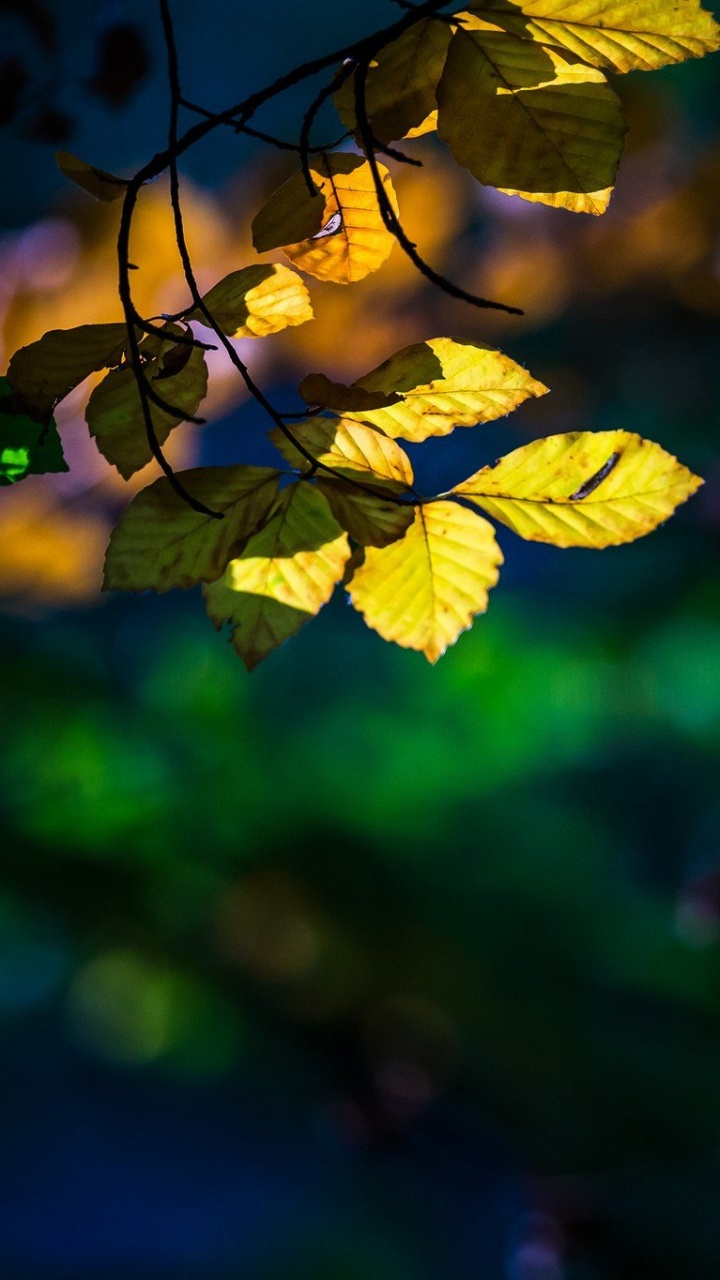 Feuilles Jaunes Dans L'objectif à Basculement. Wallpaper in 720x1280 Resolution