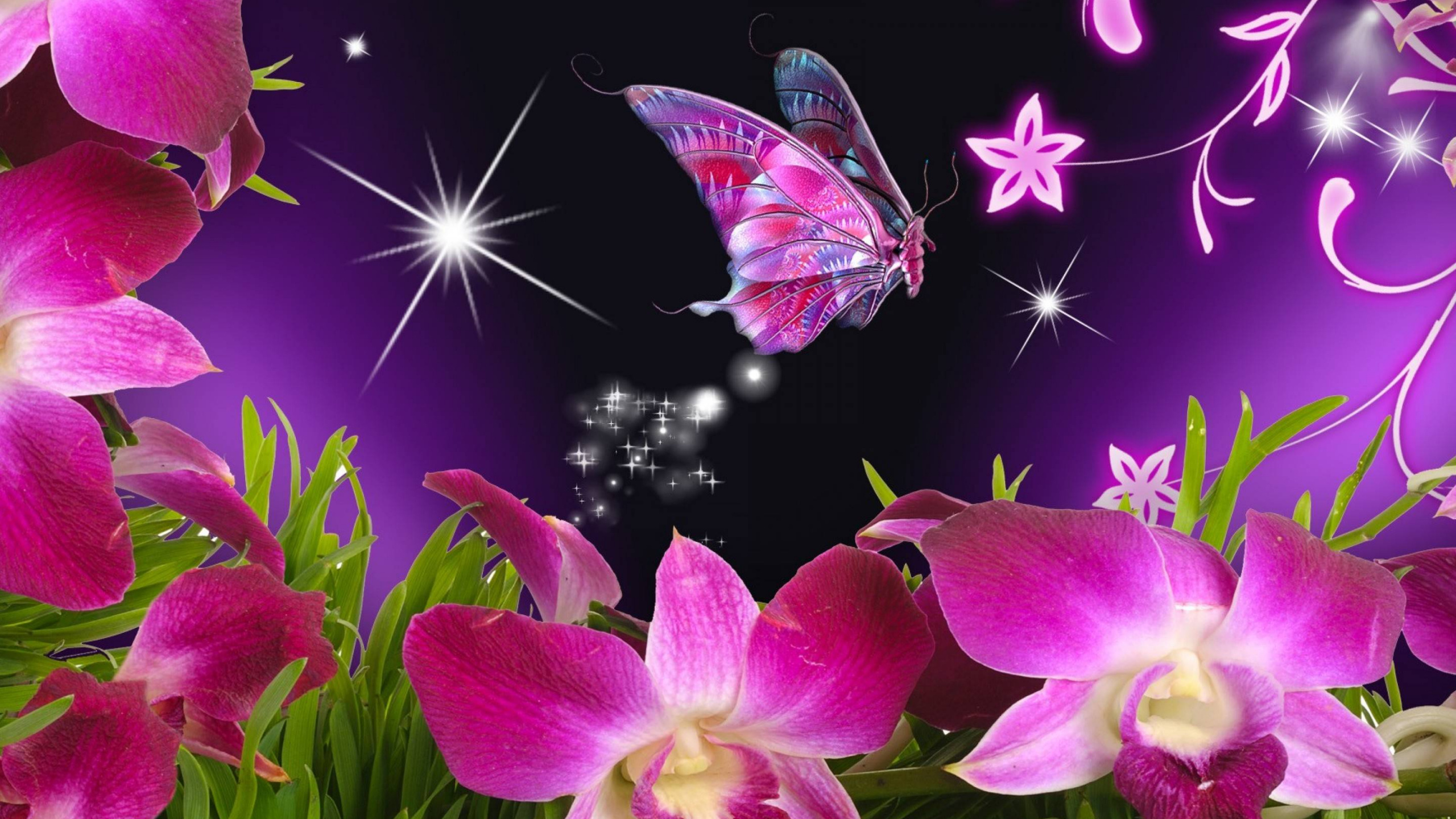 Purple and White Moth on Purple Flower. Wallpaper in 2560x1440 Resolution