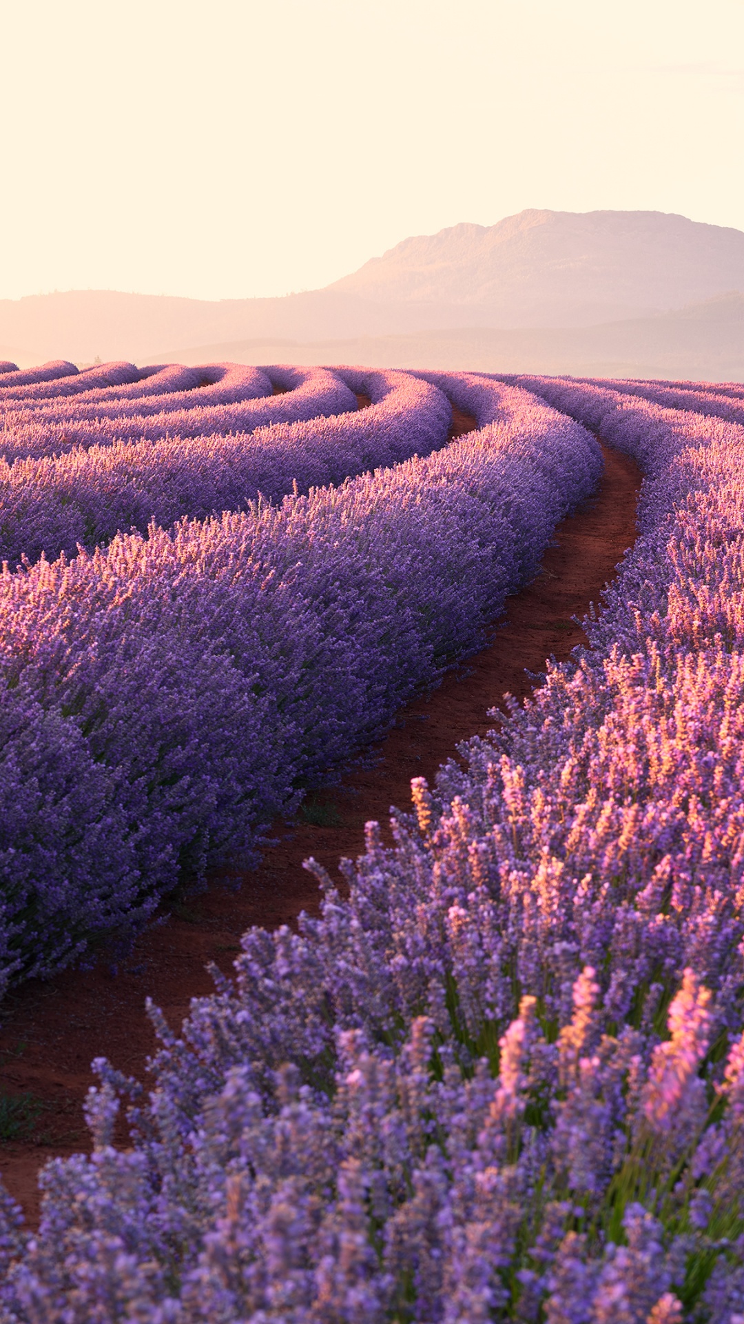 Lavender, English Lavender, Field, Flower, Purple. Wallpaper in 1080x1920 Resolution