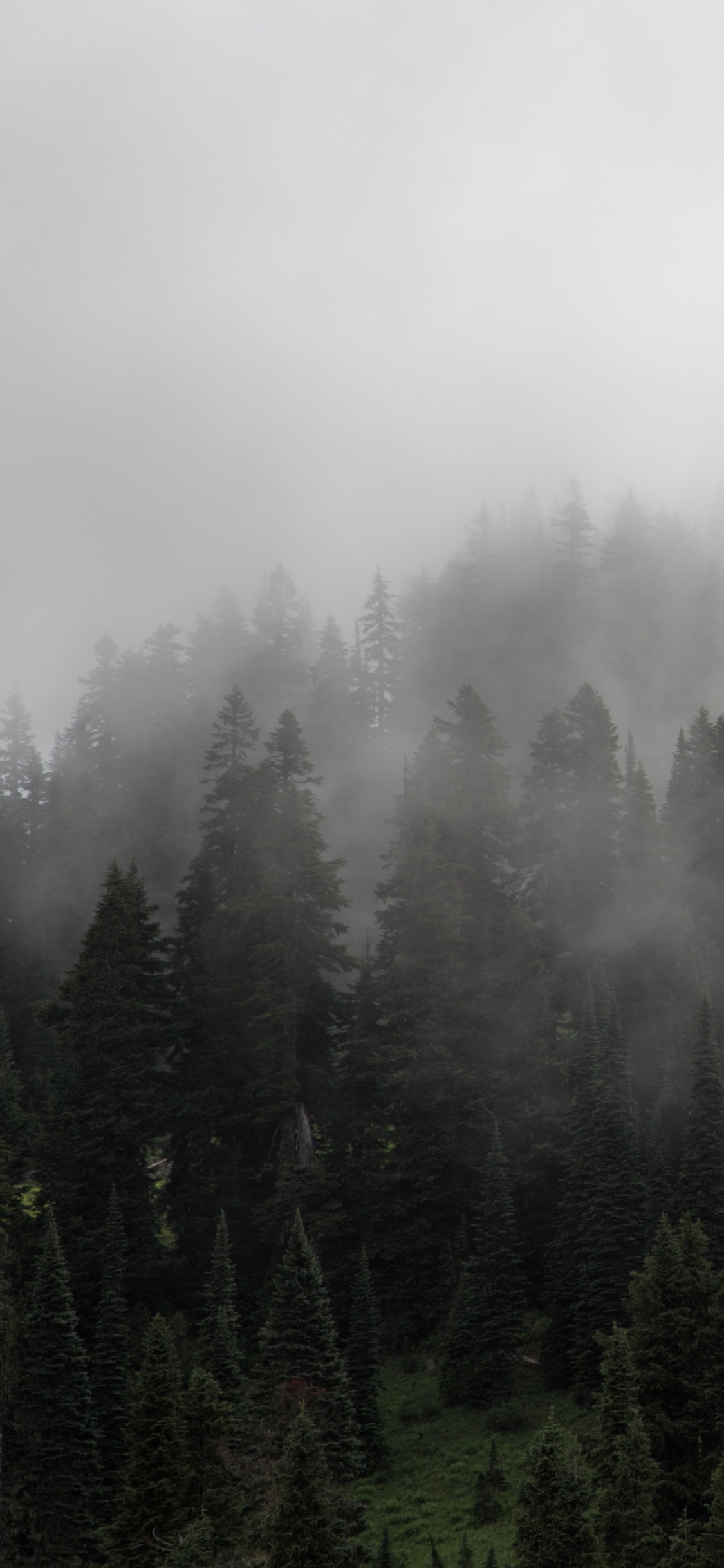 Green Pine Trees Covered With Fog. Wallpaper in 1125x2436 Resolution
