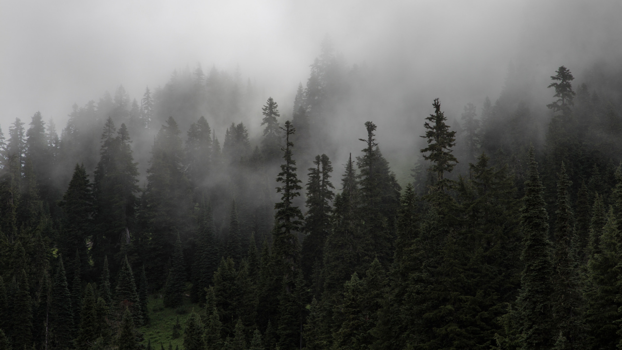 Green Pine Trees Covered With Fog. Wallpaper in 1280x720 Resolution