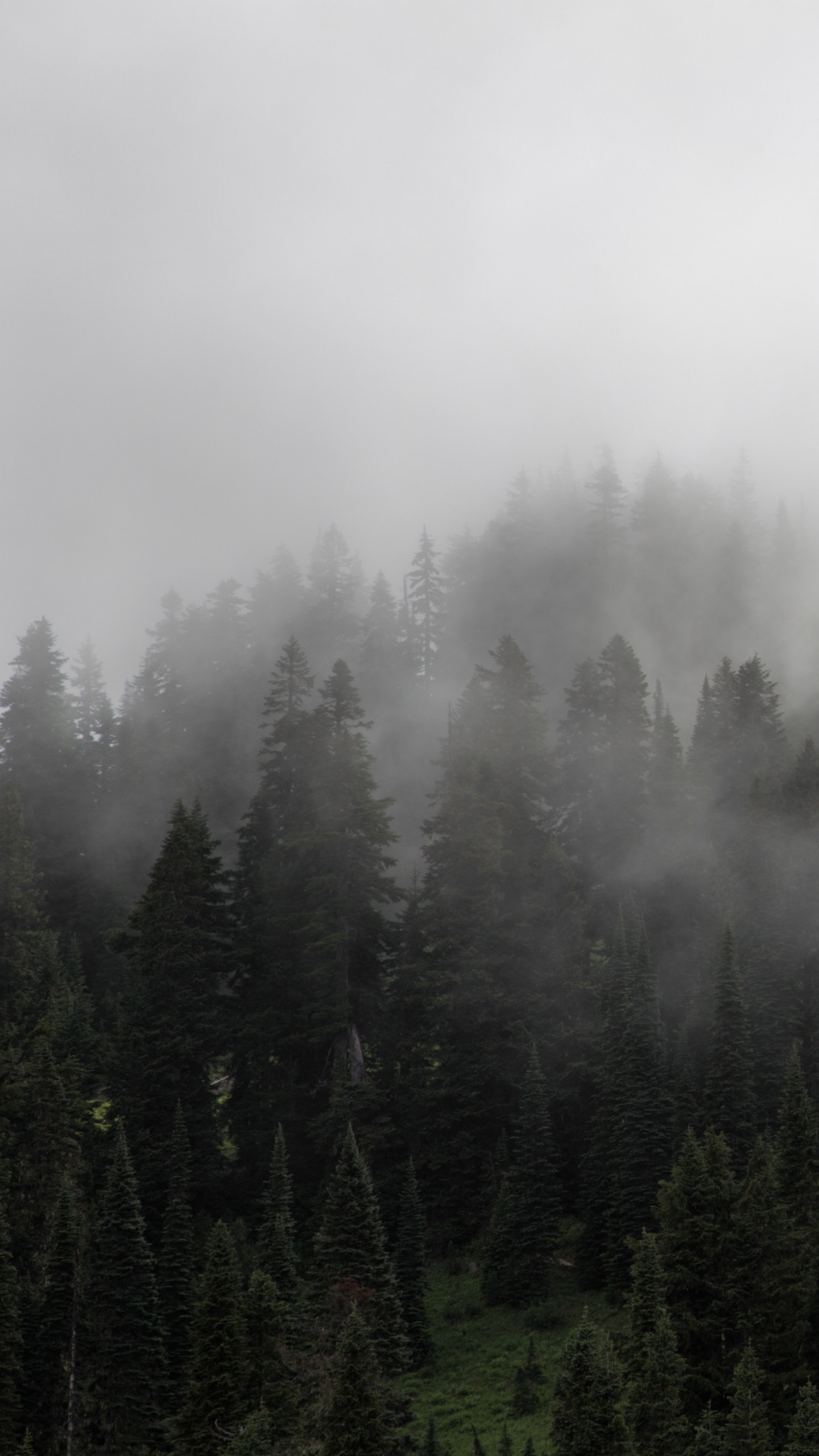 Green Pine Trees Covered With Fog. Wallpaper in 1440x2560 Resolution