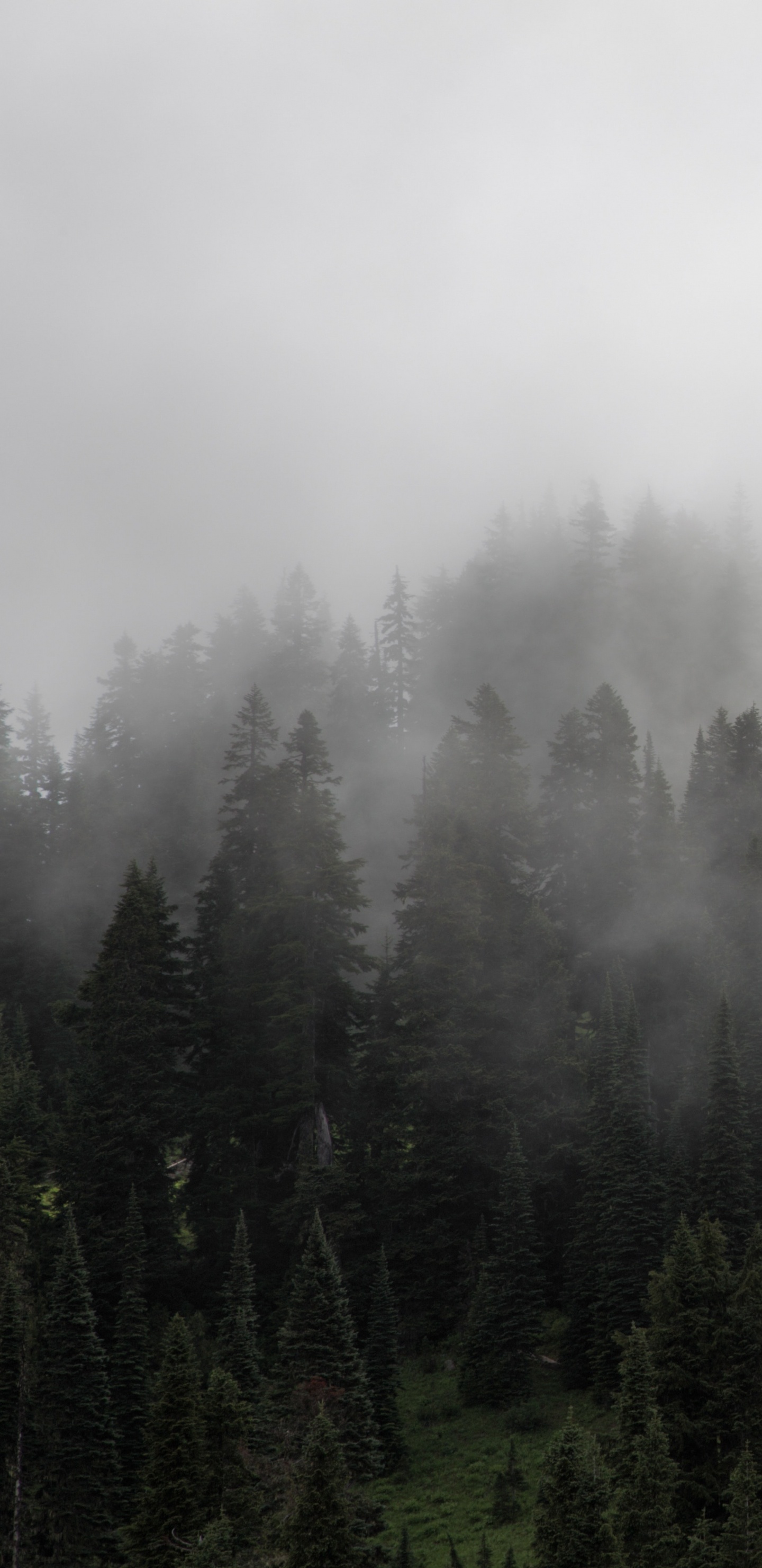 Green Pine Trees Covered With Fog. Wallpaper in 1440x2960 Resolution