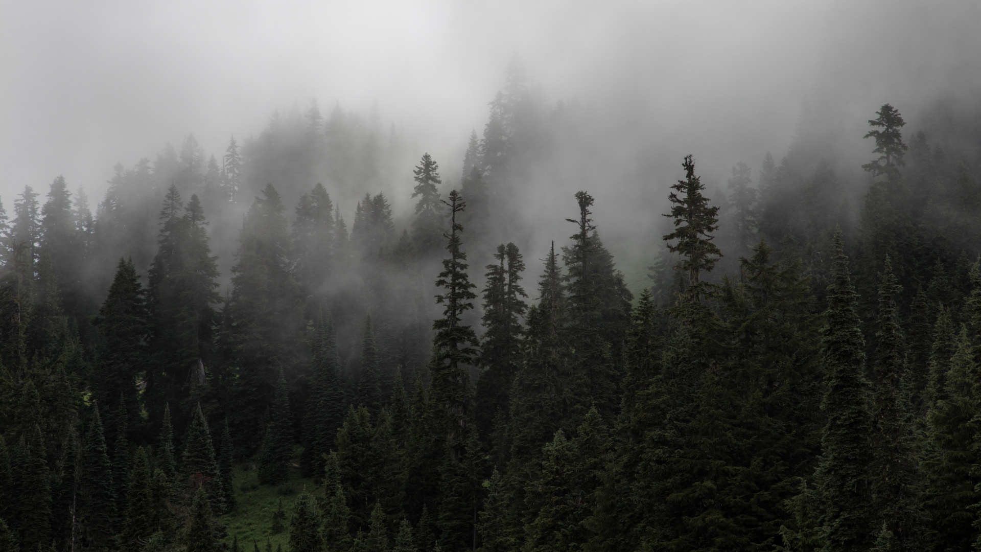 Green Pine Trees Covered With Fog. Wallpaper in 1920x1080 Resolution