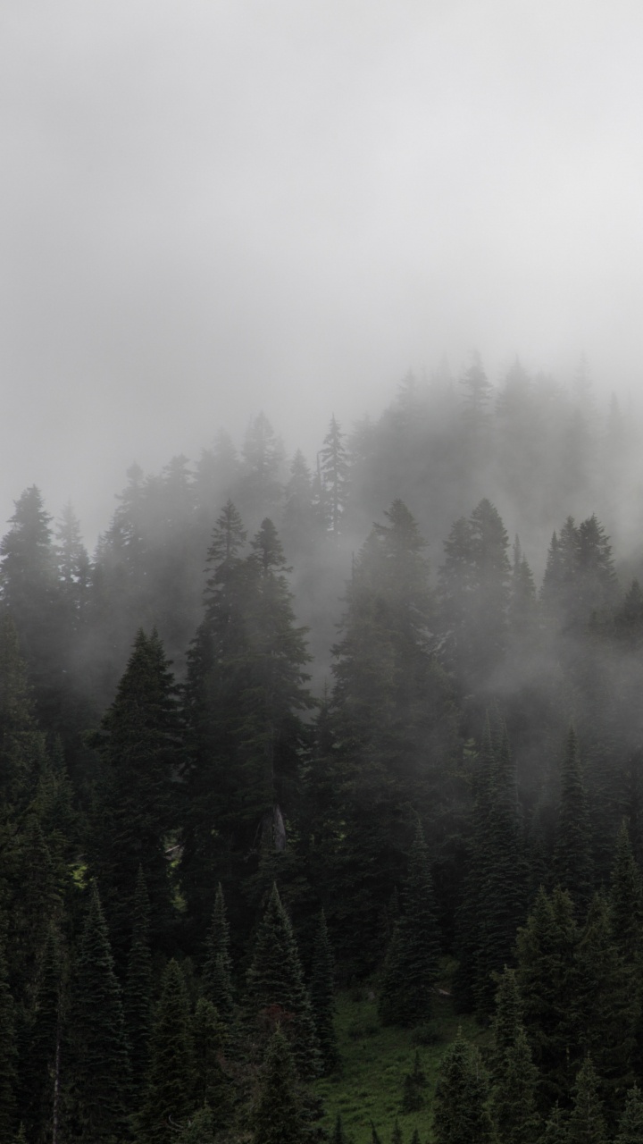 Green Pine Trees Covered With Fog. Wallpaper in 720x1280 Resolution