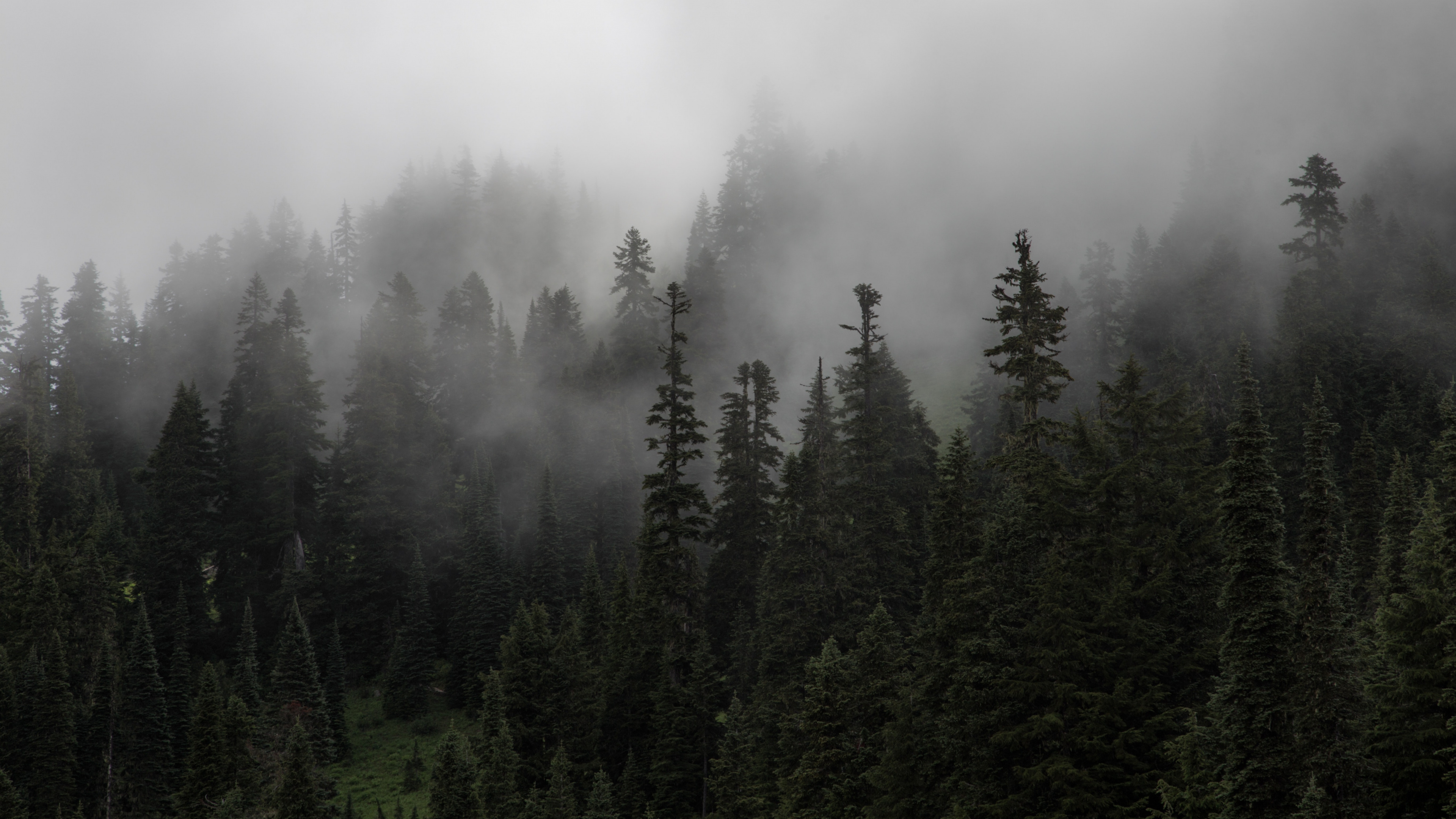 Grüne Kiefern Bedeckt Mit Nebel. Wallpaper in 3840x2160 Resolution