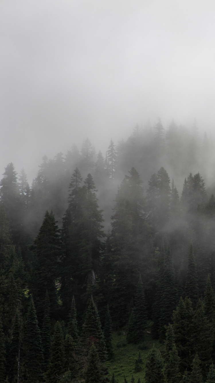 Grüne Kiefern Bedeckt Mit Nebel. Wallpaper in 750x1334 Resolution