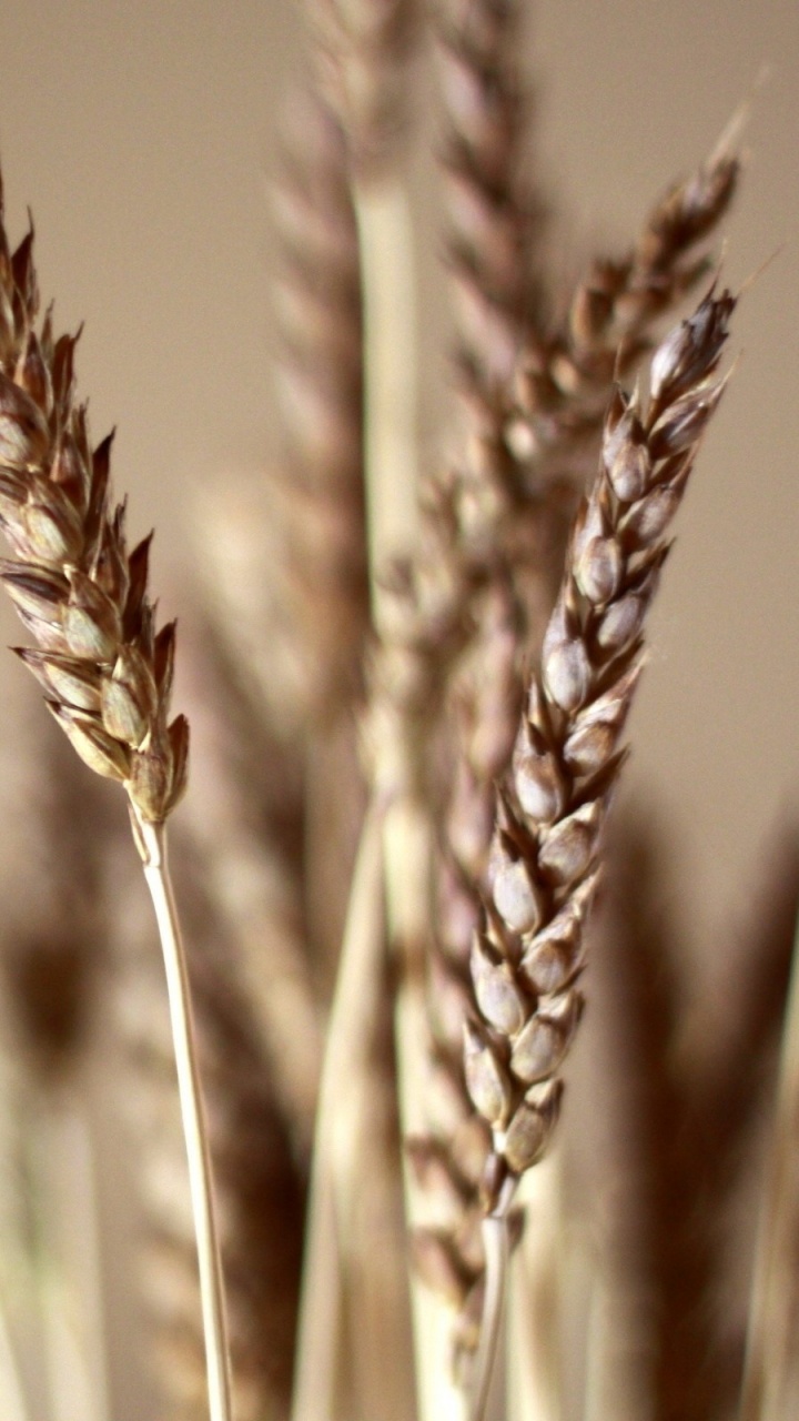 小麦, 谷物, 粮食, 草家庭, Rye 壁纸 720x1280 允许