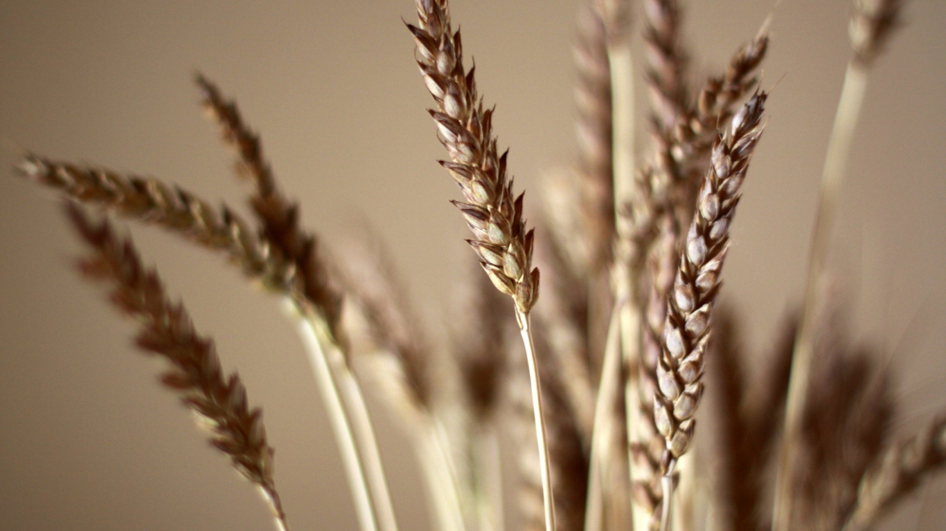 Brown Wheat Field During Daytime. Wallpaper in 1366x768 Resolution