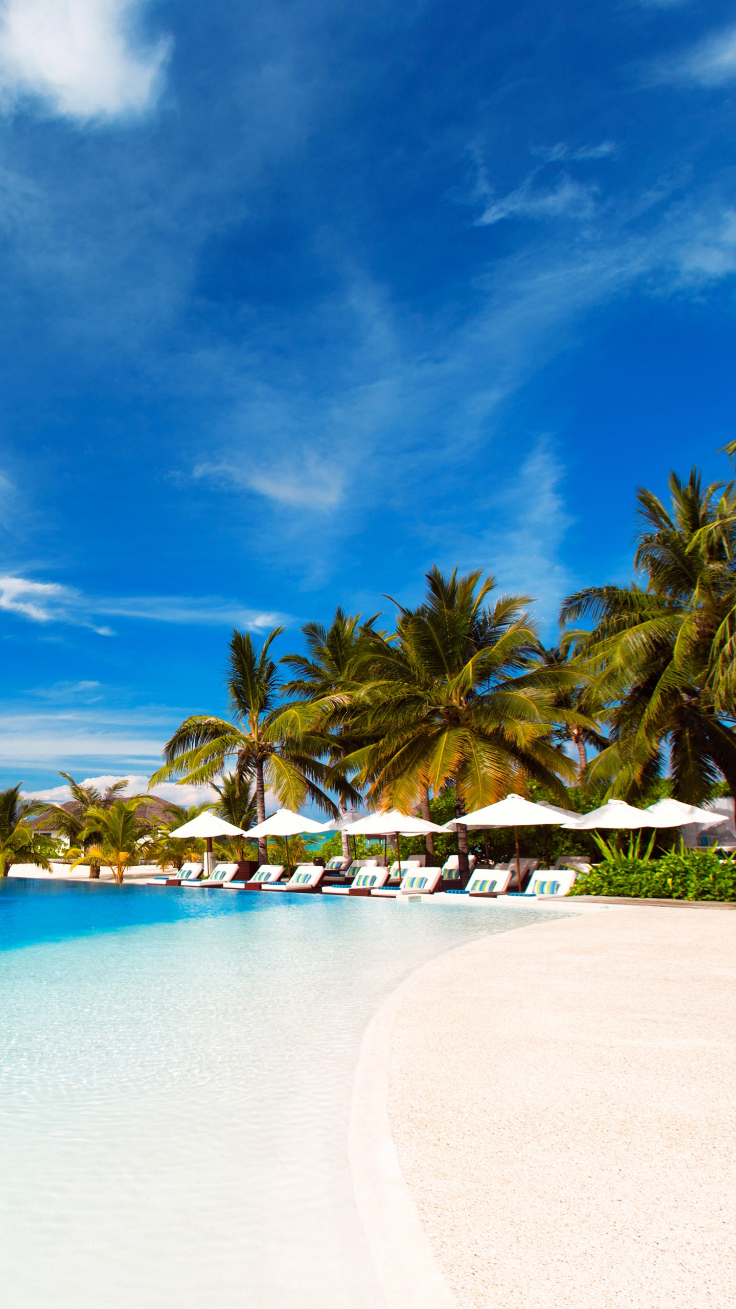 Palm Trees on Beach Shore Under Blue Sky During Daytime. Wallpaper in 1440x2560 Resolution